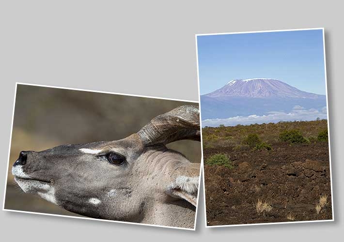 Kilimanjaro